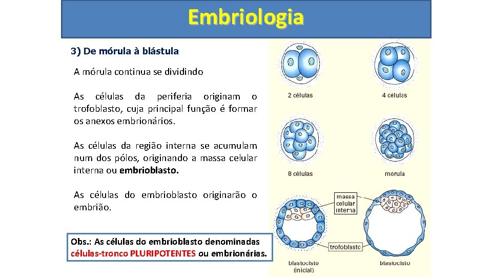 Embriologia 3) De mórula à blástula A mórula continua se dividindo As células da