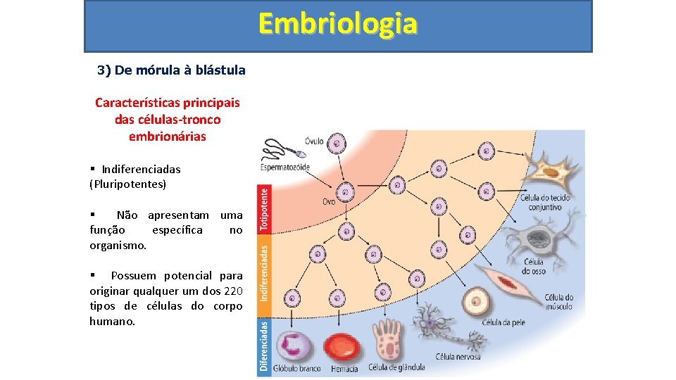 Embriologia 3) De mórula à blástula Características principais das células-tronco embrionárias § Indiferenciadas (Pluripotentes)