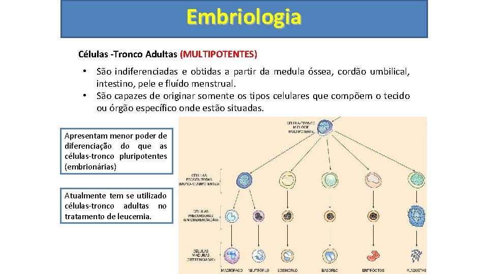 Embriologia Células -Tronco Adultas (MULTIPOTENTES) • São indiferenciadas e obtidas a partir da medula