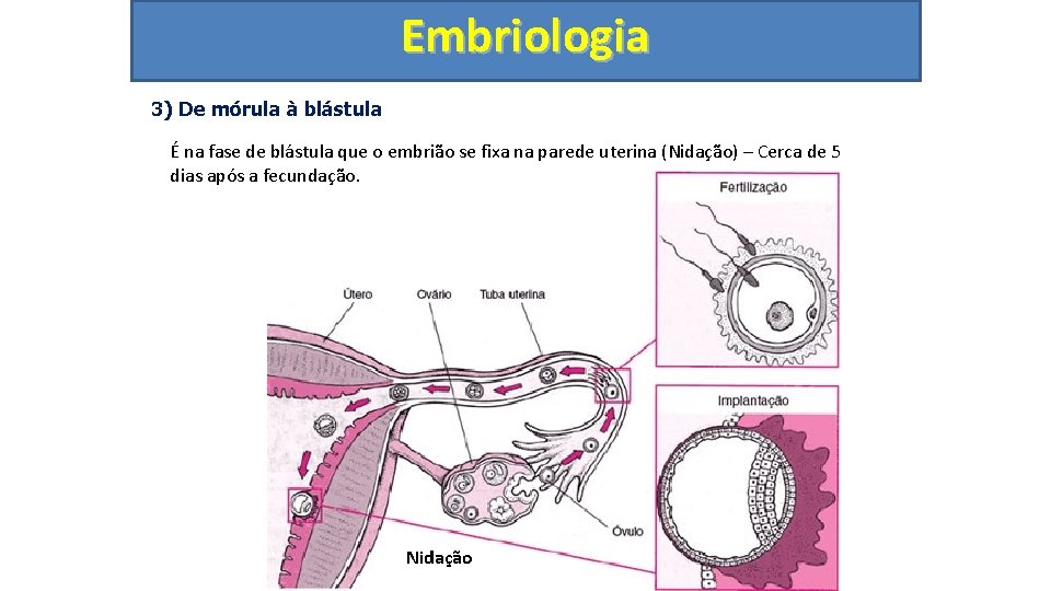 Embriologia 3) De mórula à blástula É na fase de blástula que o embrião