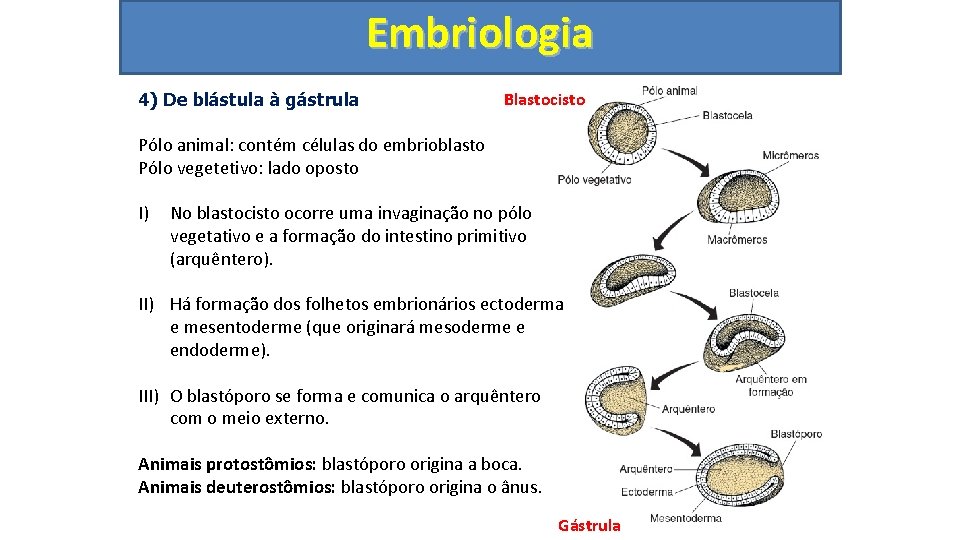 Embriologia 4) De blástula à gástrula Blastocisto Pólo animal: contém células do embrioblasto Pólo