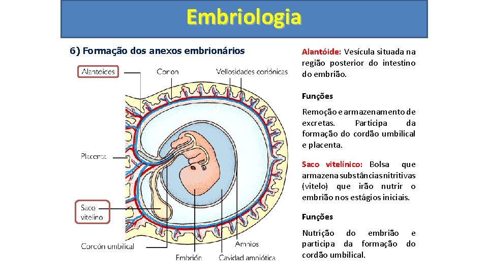 Embriologia 6) Formação dos anexos embrionários Alantóide: Vesícula situada na região posterior do intestino