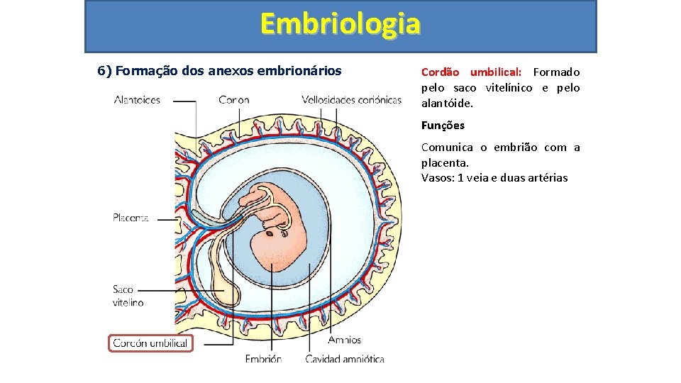 Embriologia 6) Formação dos anexos embrionários Cordão umbilical: Formado pelo saco vitelínico e pelo