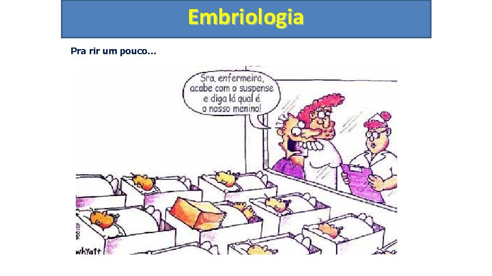 Embriologia Pra rir um pouco. . . 