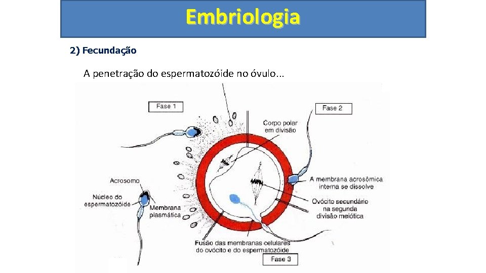 Embriologia 2) Fecundação A penetração do espermatozóide no óvulo. . . 