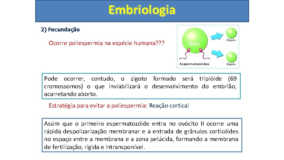 Embriologia 2) Fecundação Ocorre poliespermia na espécie humana? ? ? Pode ocorrer, contudo, o