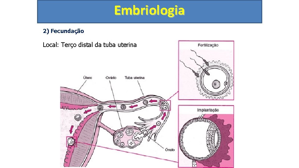 Embriologia 2) Fecundação Local: Terço distal da tuba uterina 