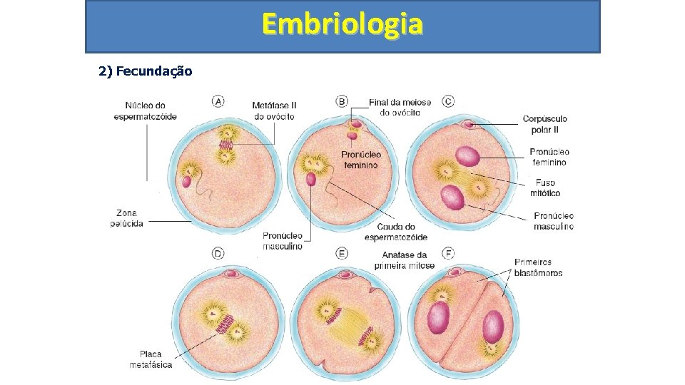 Embriologia 2) Fecundação Etapas 