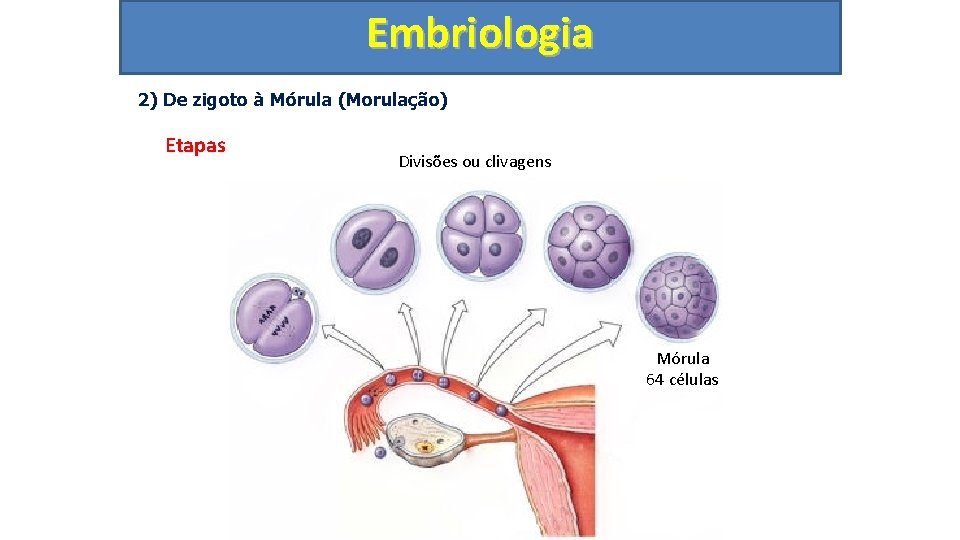 Embriologia 2) De zigoto à Mórula (Morulação) Etapas Divisões ou clivagens Mórula 64 células