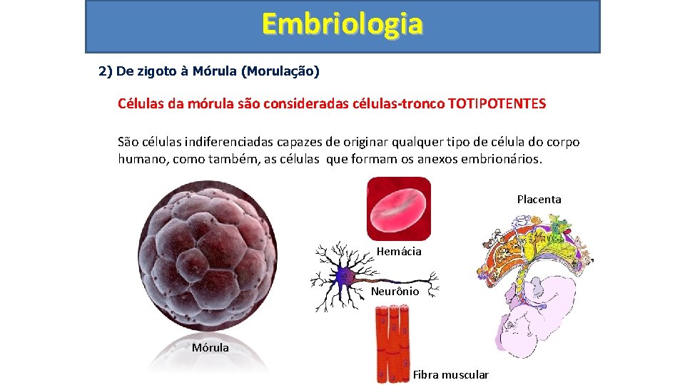 Embriologia 2) De zigoto à Mórula (Morulação) Células da mórula são consideradas células-tronco TOTIPOTENTES