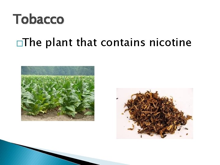 Tobacco �The plant that contains nicotine 