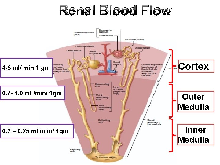 Renal Blood Flow 4 -5 ml/ min 1 gm Cortex 0. 7 - 1.