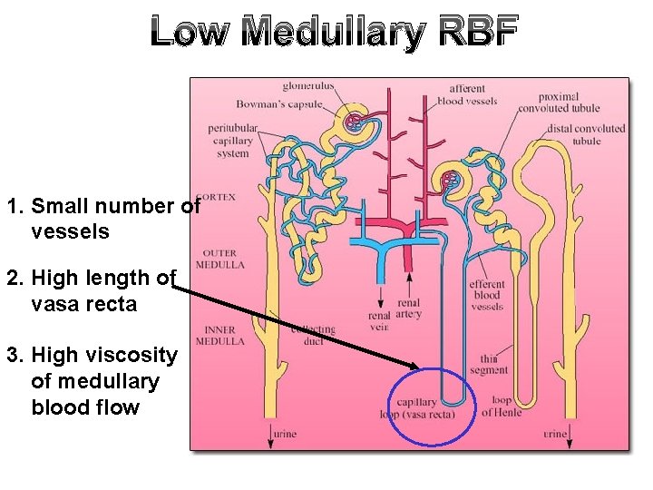 Low Medullary RBF 1. Small number of vessels 2. High length of vasa recta