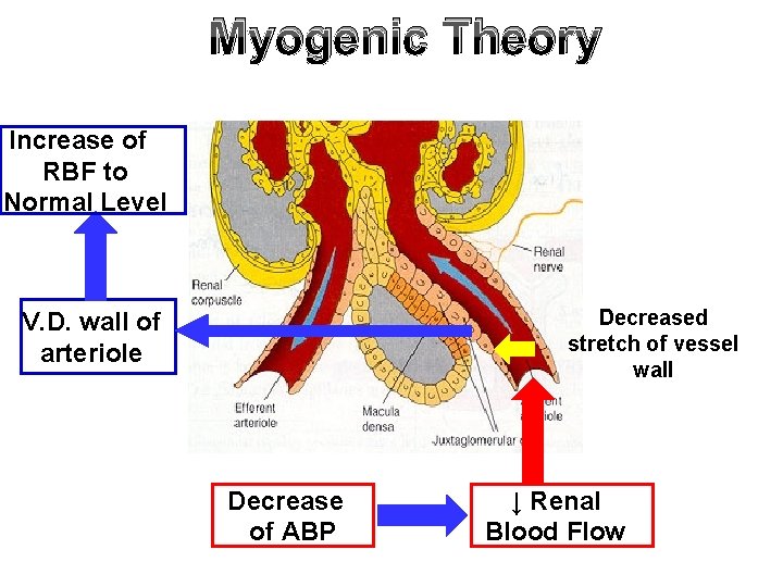 Myogenic Theory Increase of RBF to Normal Level Decreased stretch of vessel wall V.