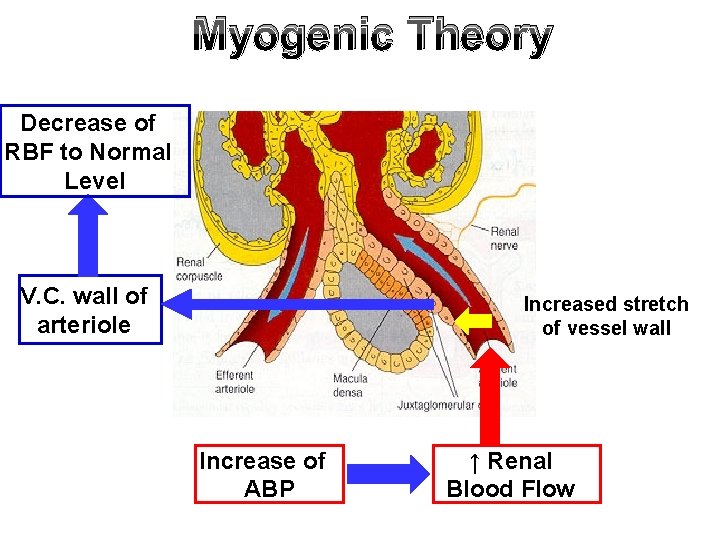 Myogenic Theory Decrease of RBF to Normal Level V. C. wall of arteriole Increased
