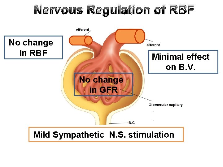 Nervous Regulation of RBF No change in RBF Minimal effect on B. V. No