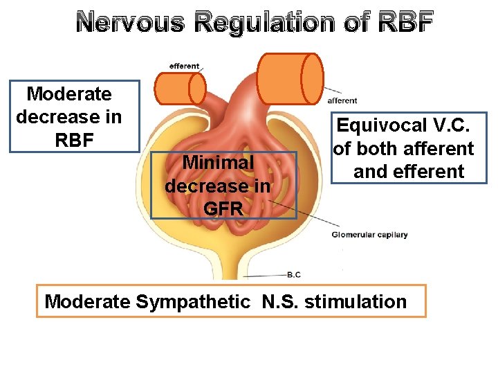Nervous Regulation of RBF Moderate decrease in RBF Minimal decrease in GFR Equivocal V.