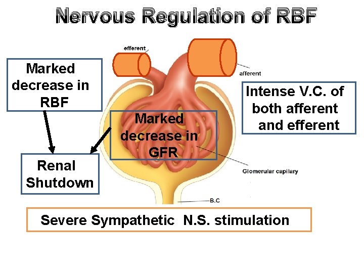 Nervous Regulation of RBF Marked decrease in RBF Renal Shutdown Marked decrease in GFR