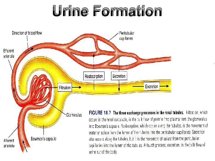Urine Formation 