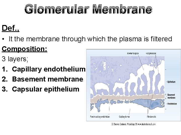 Glomerular Membrane Def. , • It the membrane through which the plasma is filtered