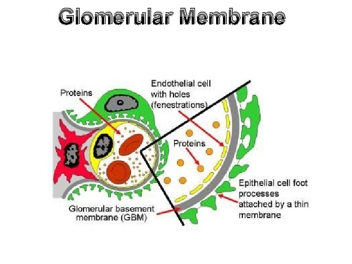 Glomerular Membrane 