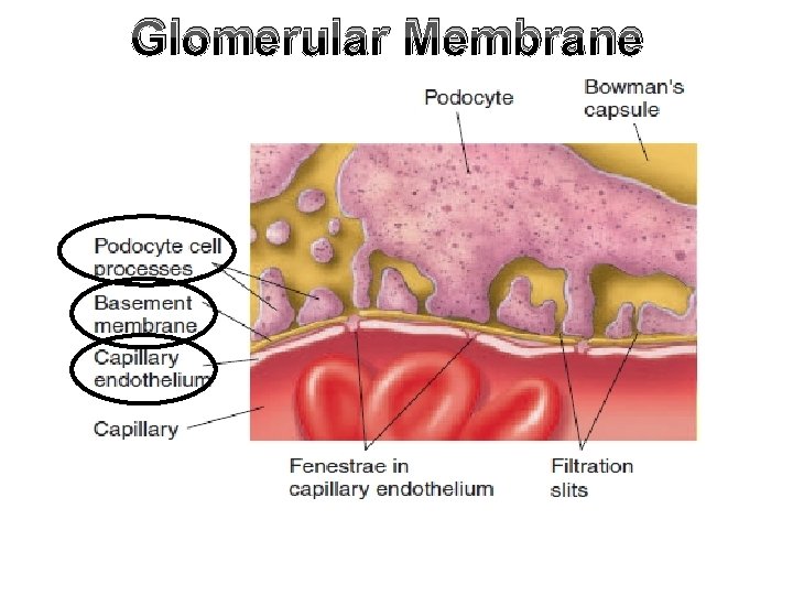 Glomerular Membrane 