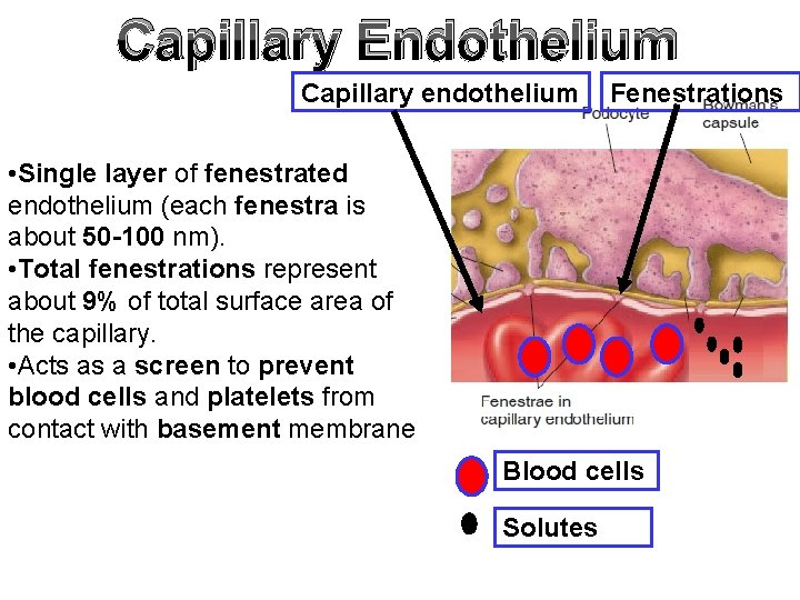 Capillary Endothelium Capillary endothelium Fenestrations • Single layer of fenestrated endothelium (each fenestra is