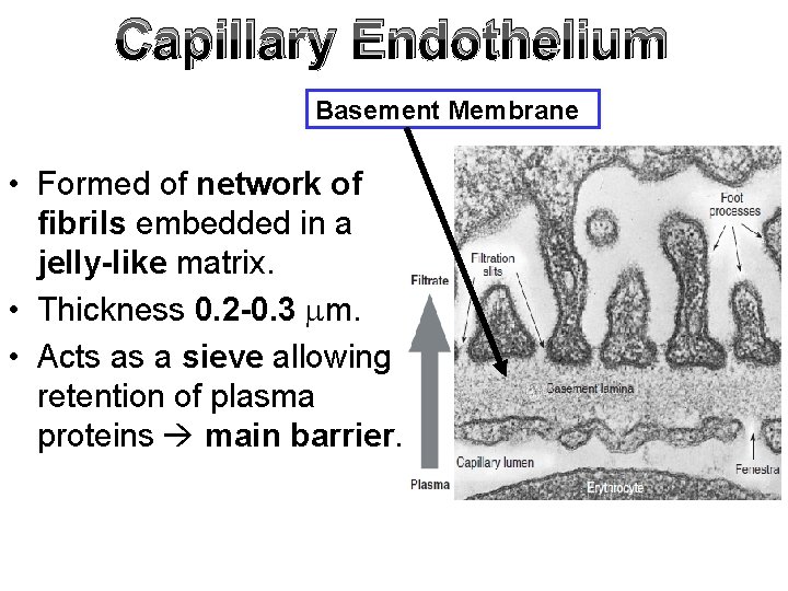 Capillary Endothelium Basement Membrane • Formed of network of fibrils embedded in a jelly-like