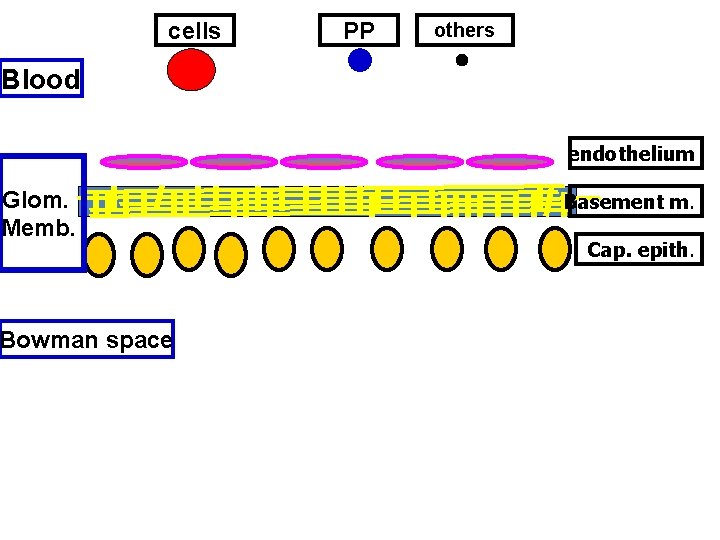 cells PP others Blood endothelium Glom. Memb. Bowman space Basement m. Cap. epith. 