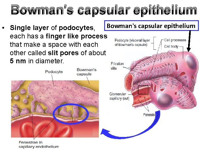 Bowman's capsular epithelium • Single layer of podocytes, each has a finger like process
