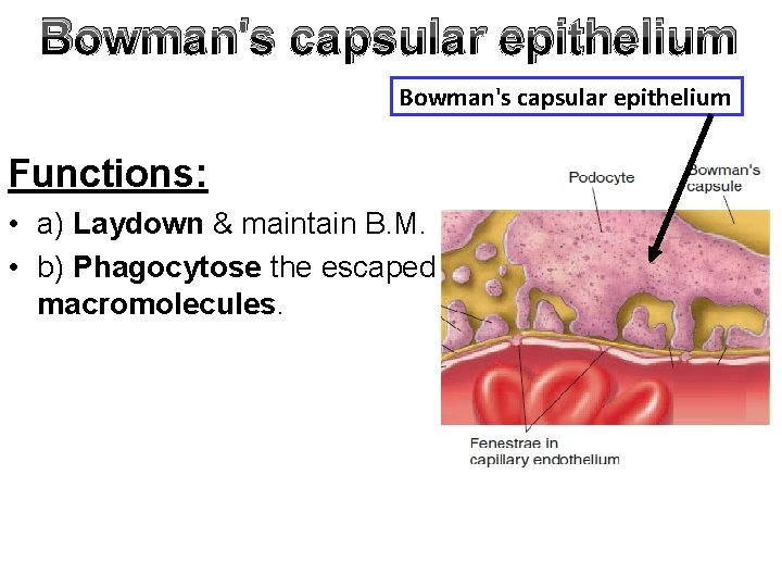 Bowman's capsular epithelium Functions: • a) Laydown & maintain B. M. • b) Phagocytose