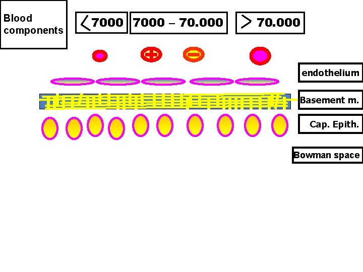 Blood components 7000 – 70. 000 + 70. 000 endothelium Basement m. Cap. Epith.