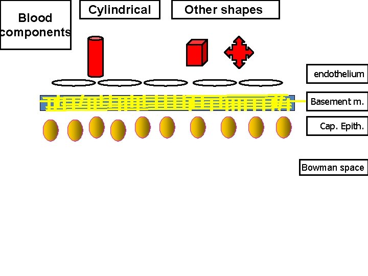 Blood components Cylindrical Other shapes endothelium Basement m. Cap. Epith. Bowman space 