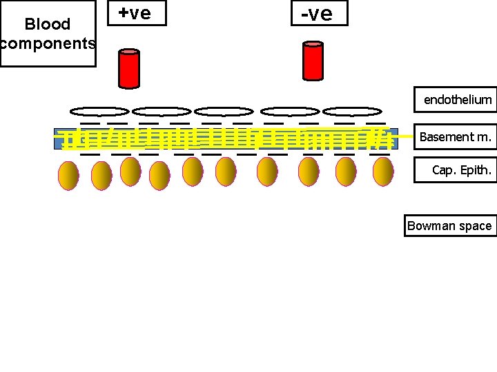 Blood components +ve -ve endothelium Basement m. Cap. Epith. Bowman space 