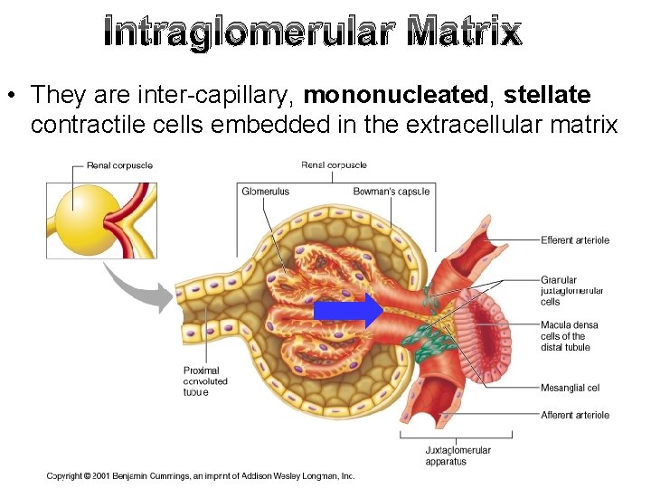 Intraglomerular Matrix • They are inter-capillary, mononucleated, stellate contractile cells embedded in the extracellular