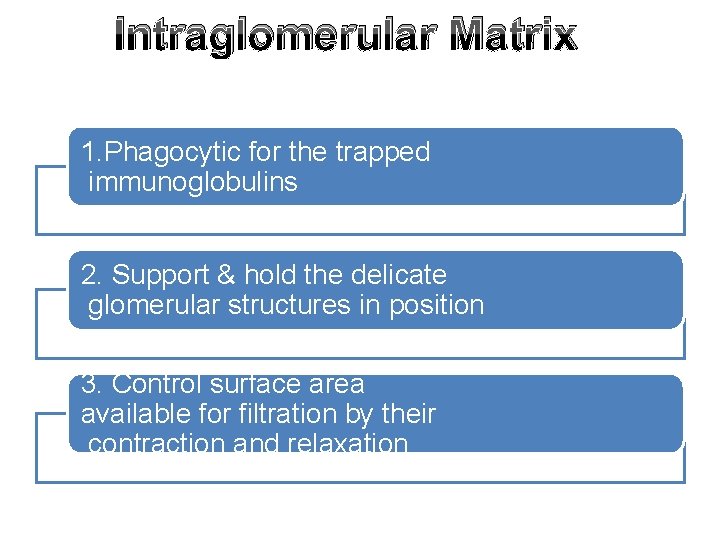 Intraglomerular Matrix 1. Phagocytic for the trapped immunoglobulins 2. Support & hold the delicate