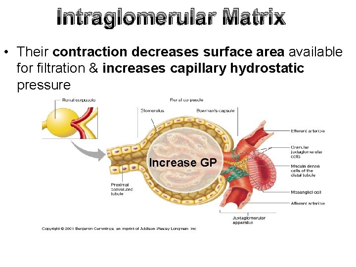 Intraglomerular Matrix • Their contraction decreases surface area available for filtration & increases capillary
