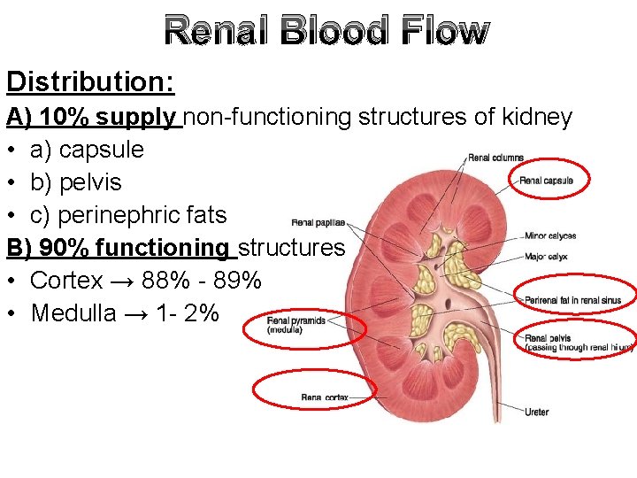 Renal Blood Flow Distribution: A) 10% supply non-functioning structures of kidney • a) capsule