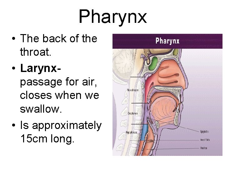 Pharynx • The back of the throat. • Larynxpassage for air, closes when we