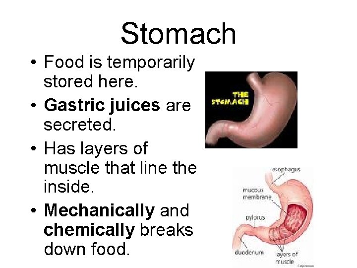 Stomach • Food is temporarily stored here. • Gastric juices are secreted. • Has