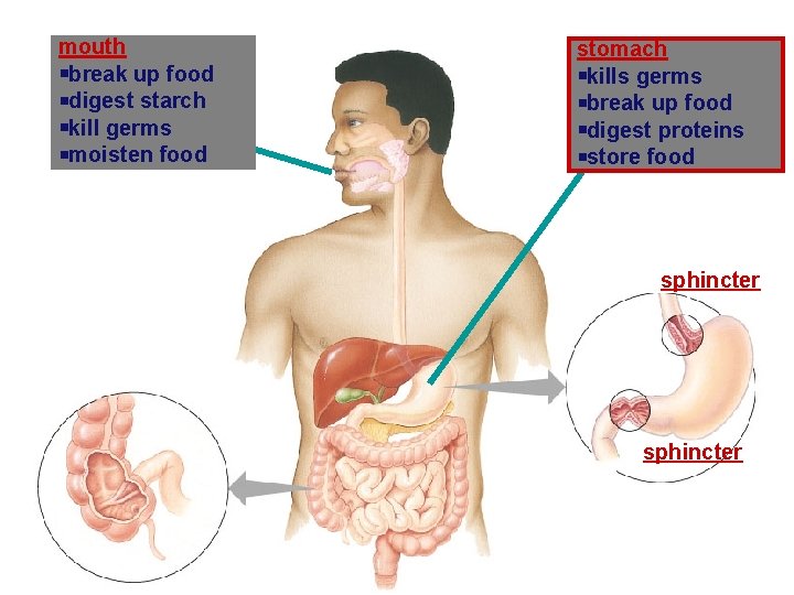 mouth break up food digest starch kill germs moisten food stomach kills germs break