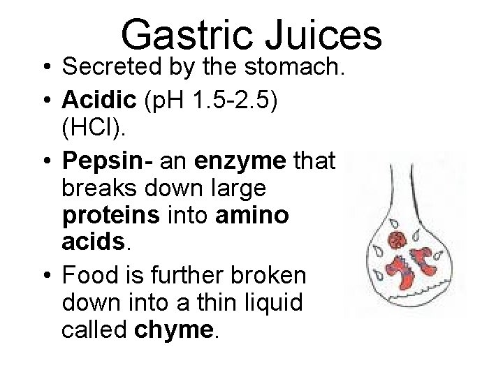 Gastric Juices • Secreted by the stomach. • Acidic (p. H 1. 5 -2.