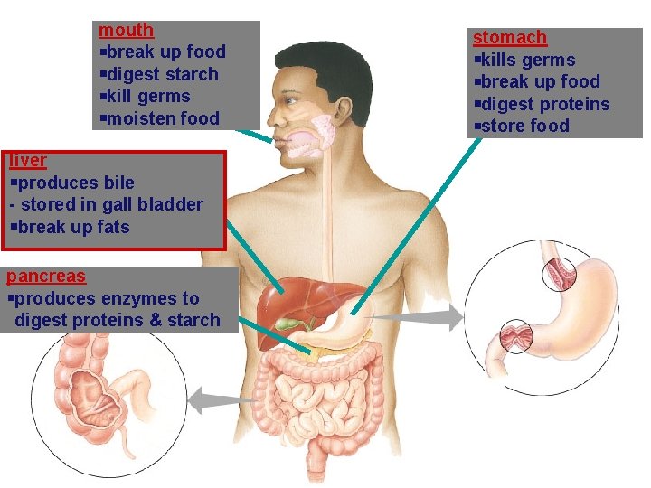 mouth break up food digest starch kill germs moisten food liver produces bile -