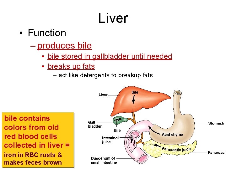 Liver • Function – produces bile • bile stored in gallbladder until needed •