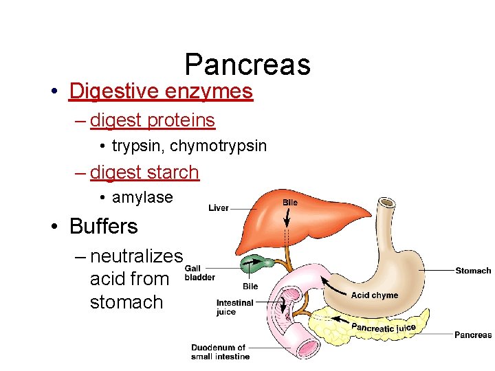Pancreas • Digestive enzymes – digest proteins • trypsin, chymotrypsin – digest starch •