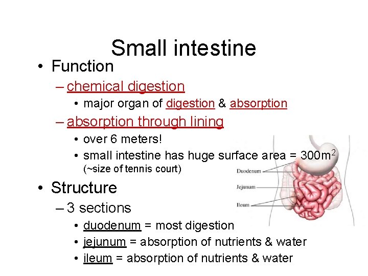 Small intestine • Function – chemical digestion • major organ of digestion & absorption