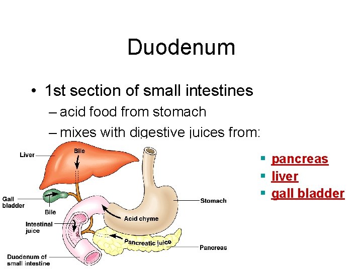 Duodenum • 1 st section of small intestines – acid food from stomach –