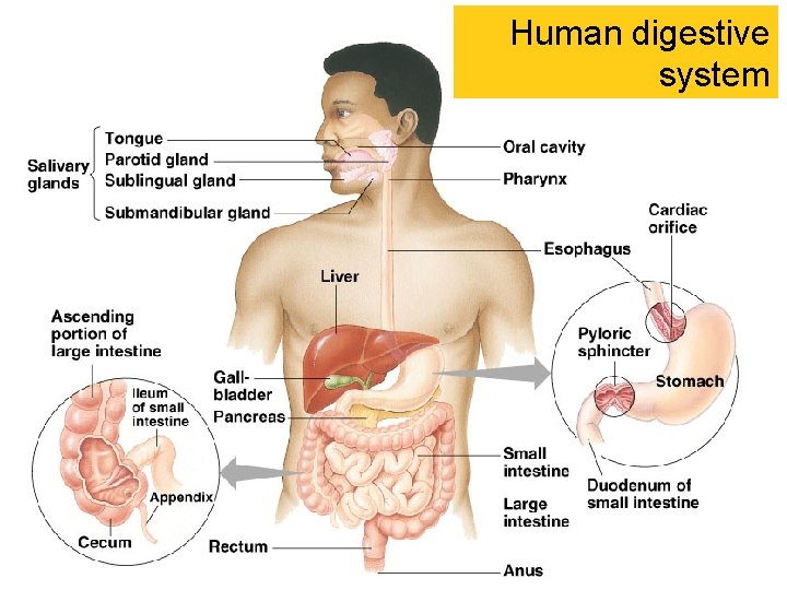 Human digestive system 