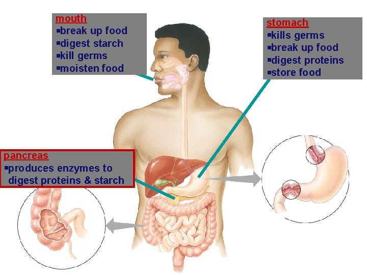 mouth break up food digest starch kill germs moisten food pancreas produces enzymes to