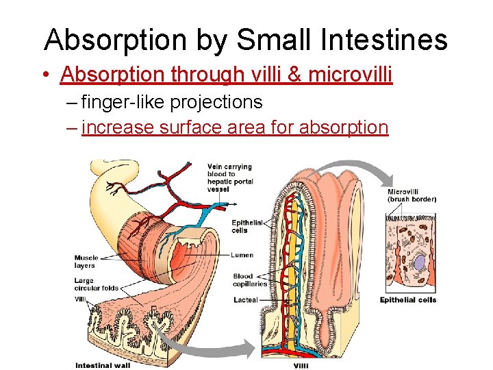 Absorption by Small Intestines • Absorption through villi & microvilli – finger-like projections –